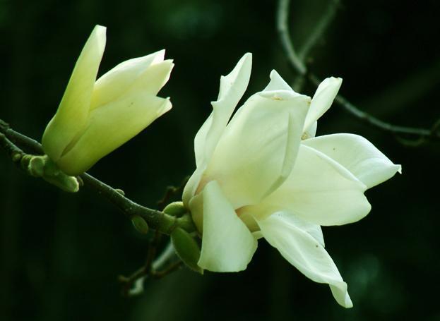 绿萝赶紧扔了吧!此花沾土就活,一年开花200天,比桂花还要香