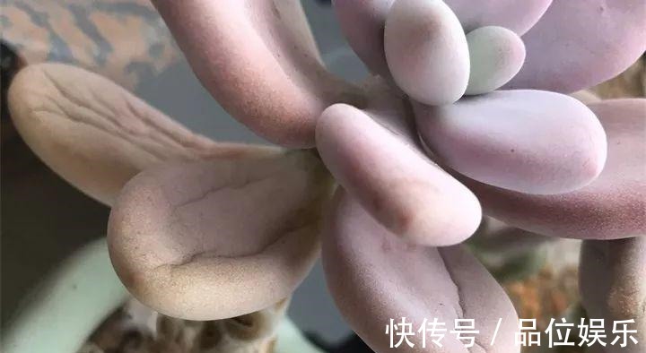 多肉也有缺水信号，找到后浇透，轻松养10年