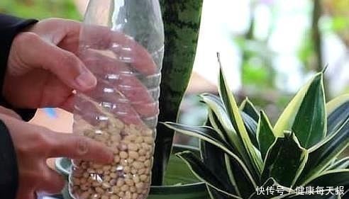 有机肥料|淘米水鸡蛋壳，不如“几粒它”，养花用1点，半年不施肥，长爆盆！