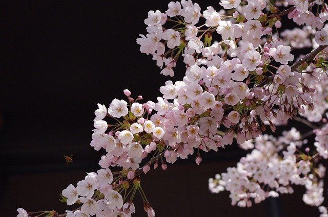 中年|预测称,今年日本樱花开放或早于常年