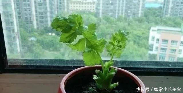 蔬菜|4种菜根不要扔 丢进花盆浇点水 半月又能长出一盆新蔬菜!