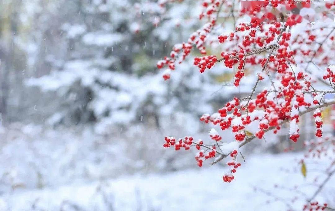  阳气|大雪 丨静皑盈藏，风雪夜归