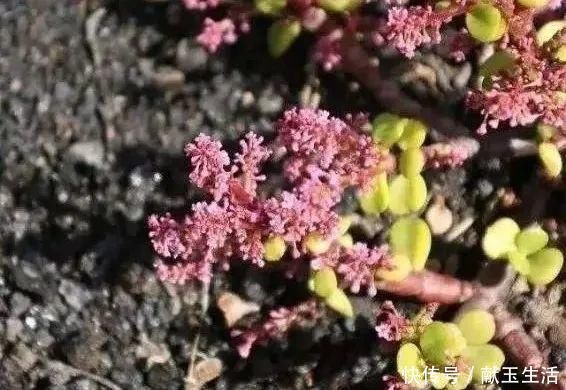 氮钾|金枝玉叶开花了，真花长这样，很多人没见过