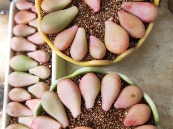 多肉不用买,摘下叶片放“土里”,生根发芽特别快,轻松长满盆!