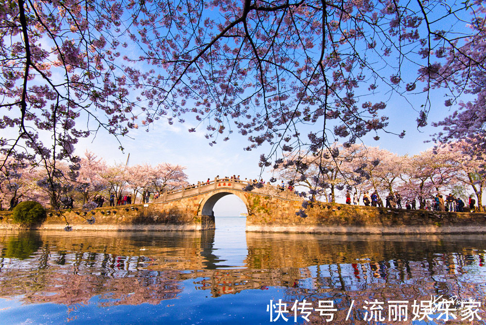 樱花|无锡鼋头渚樱花进入盛花期，花海遇到人海，场景太火爆