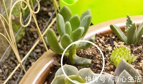 北风|北风呼呼地刮,露天阳台还能盆栽多肉吗?该怎么管?