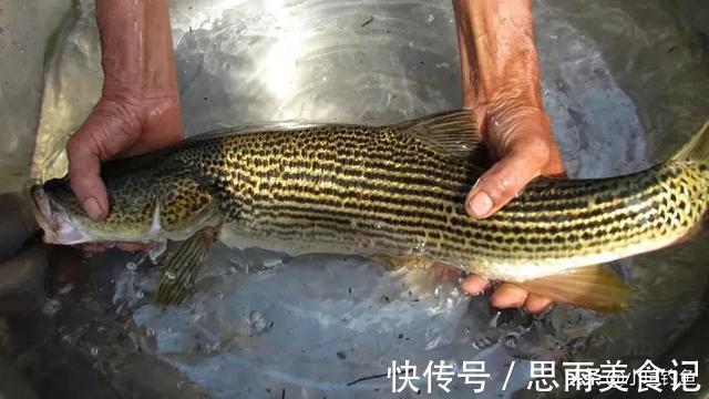 鲟鱼|国内钓到这些“牢底坐穿鱼”,务必放生,每年都有人误钓它们被抓