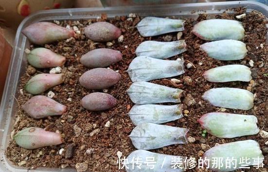 家里没矿的肉友教你一招成为多肉大户，保你一看就会