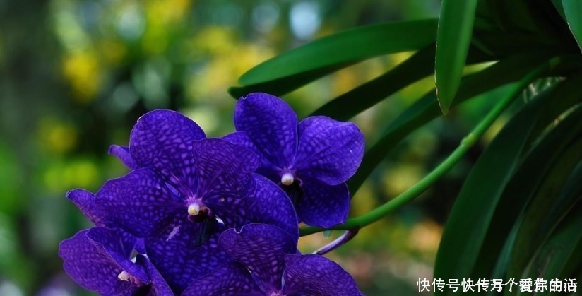 兰花|这三种兰花真该养,花朵造型清雅漂亮,还很容易开满盆!