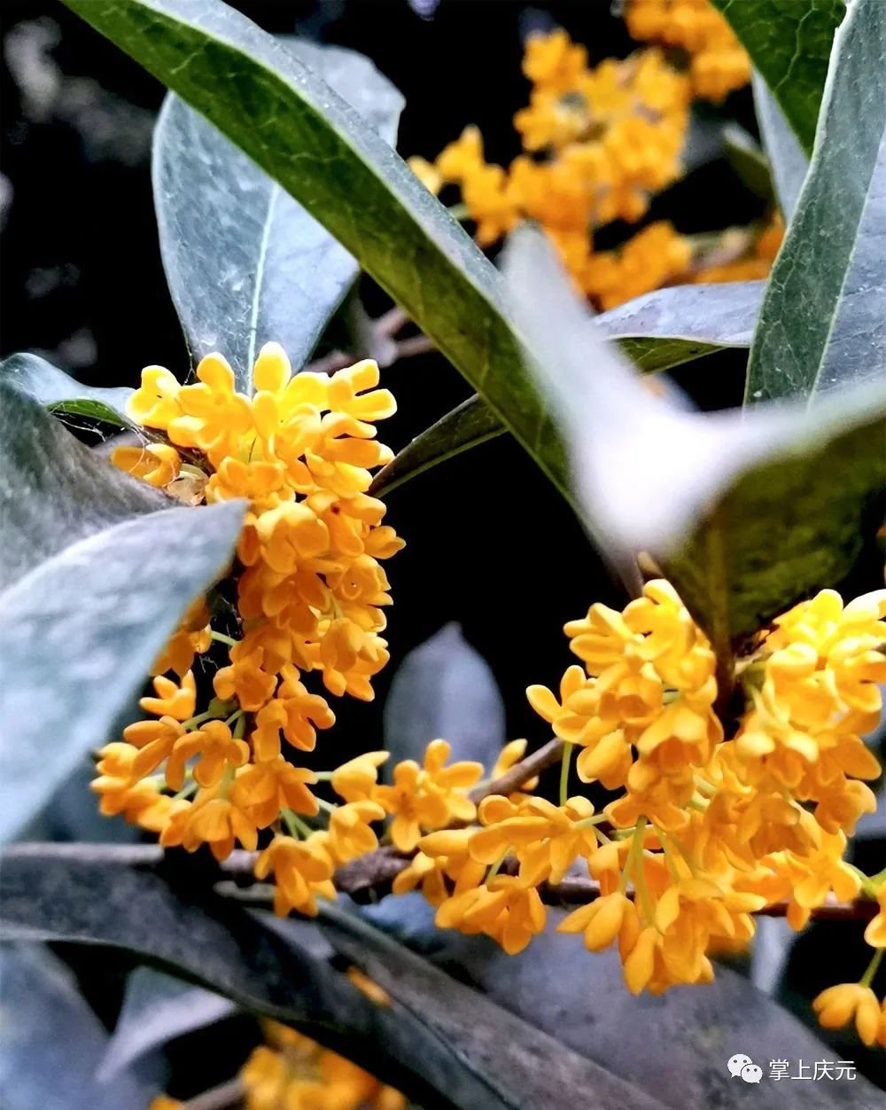 高温|真香！高温“搅乱”花期，桂花虽迟但到