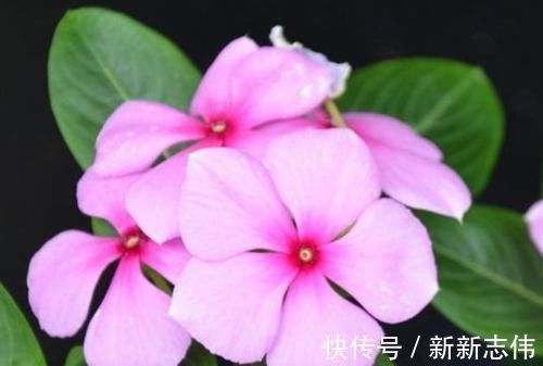 绣球花|此4种花,四季开花,花多易爆盆,香气四溢