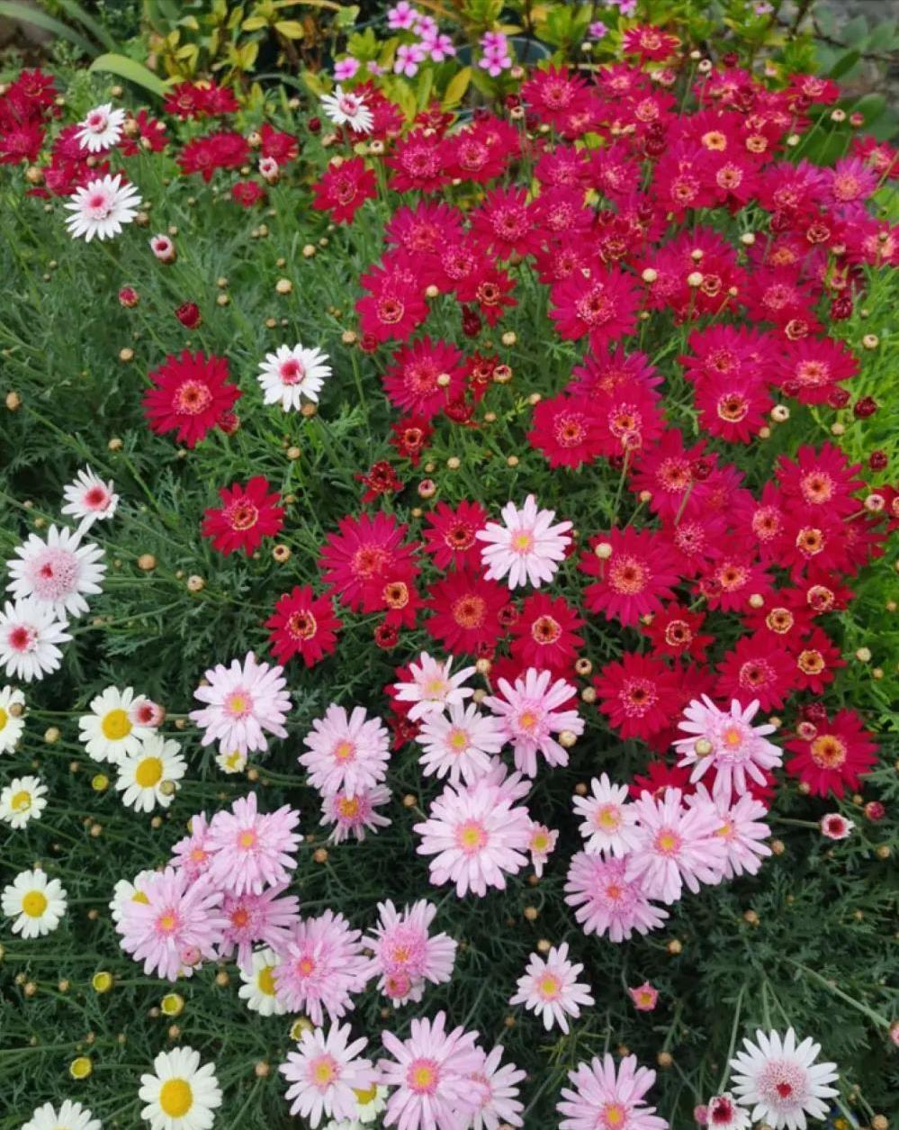 5种花春天养,五彩斑斓花期长,沾土就活,懒人也能养爆盆