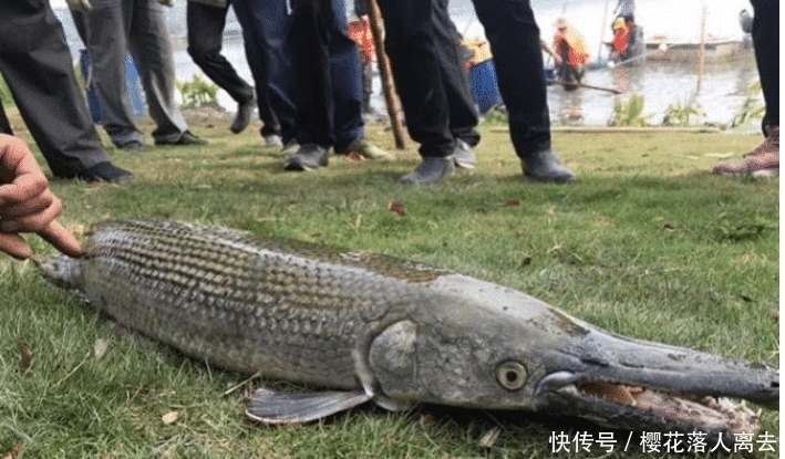 放生|整个湖都被吃光,多天才成功捕获谁,谁缺德竟然放生