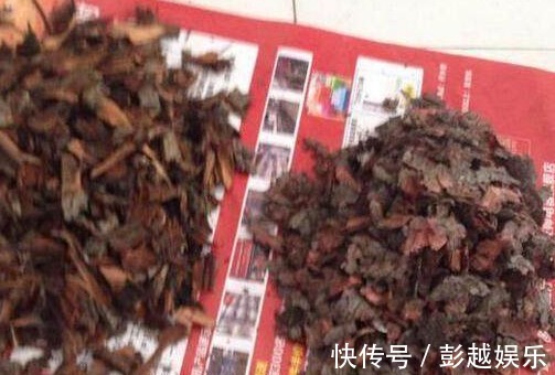 君子兰用“它”养,10年不施肥,新芽呼呼窜,开完一次又一次!