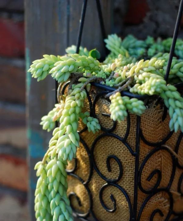 这种多肉吊起来养,所谓像一串串葡萄一样,美爆了