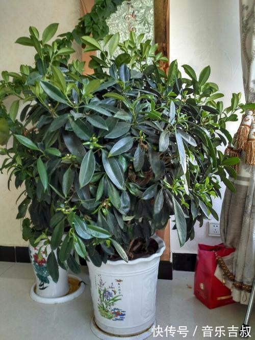 水培|这5种花,漂亮又好养,放卧室客厅都合适,还能净化空气,很实用