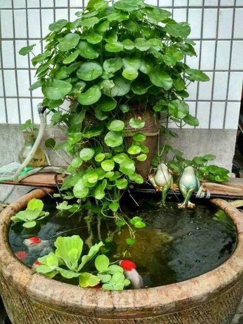 30斤的大水缸,拿来养花成宝贝,怪不得都抢着要