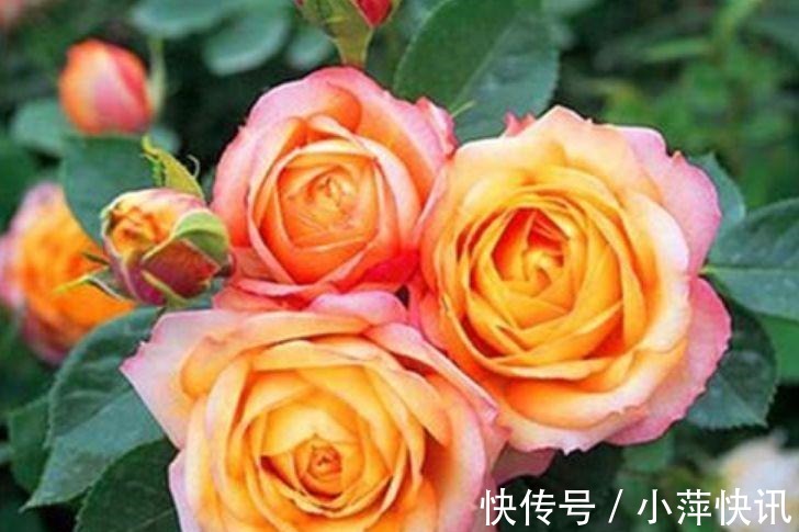 阳台|几种花,开花漂亮又好养,堪称是“开花机器”,养在阳台极美了