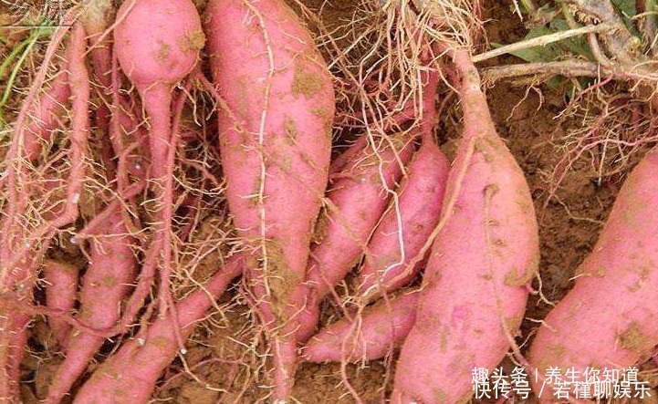 黑加仑黑加仑|全世界公认冠军蔬菜,人到中年多吃,养护关节,骨质不疏松