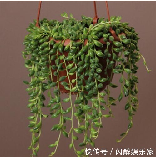 7种多肉吊起来养之后，家里多了七彩花帘，爆盆之后都非常好看