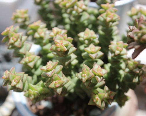 多肉小米星怎么养更旺盛教你3个小妙招,养出枝叶繁茂的小米星