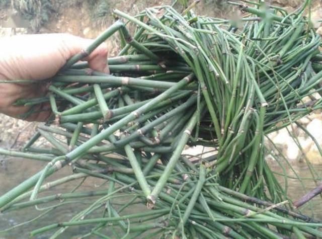 适应能力|墙角下,有1种“节节草”很旺盛,挖10棵种起来,变盆栽、珍贵!