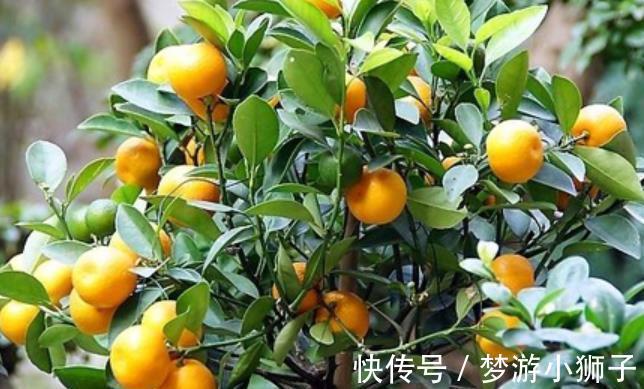 5种漂亮盆景,长出满枝红果果,养在家里上档次,越养越值钱