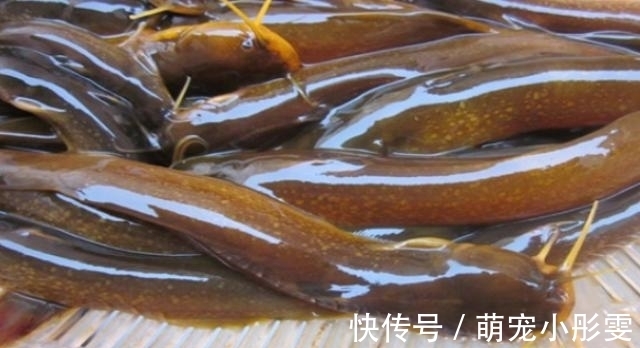 堪称中国最好吃的5种鱼类，若你全都吃过，请允许我叫你声好汉！