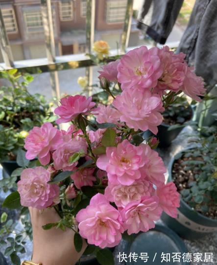 此花号称“开花劳模”,分枝多开花旺,一次能开30朵,是盆栽佳品