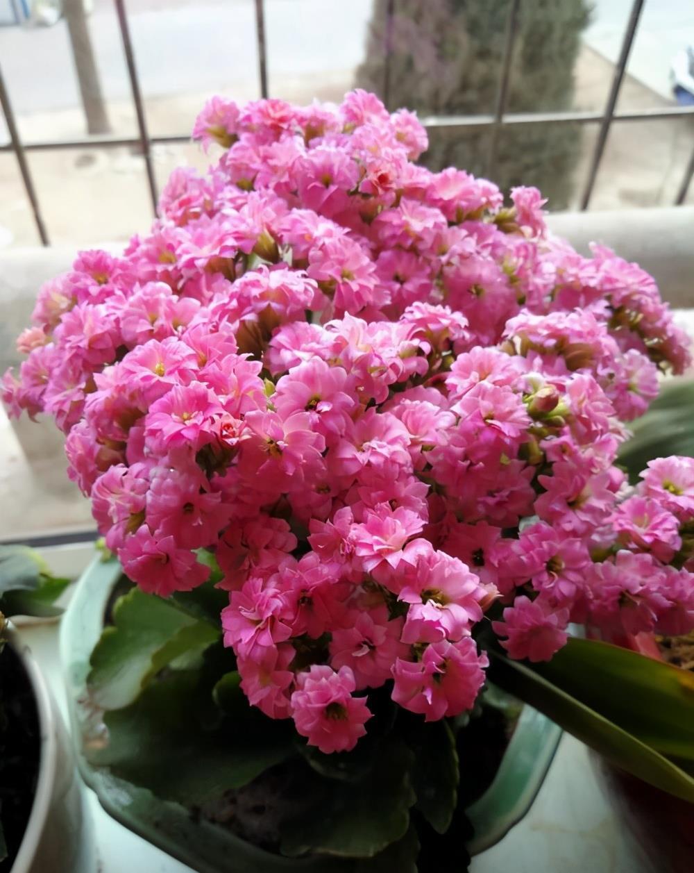 盘点长寿花家族7大常见品种,看看有哪些,你家里有吗?