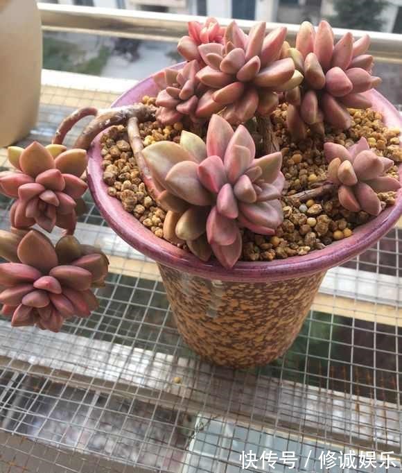 草木灰|盆里加把灰,多肉一个月胖一圈,答案在这,其实很简单