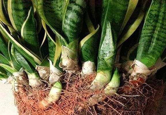 花盆|高手养虎皮兰土壤中加点“它”,一周冒出8个芽,呼呼长“爆盆”