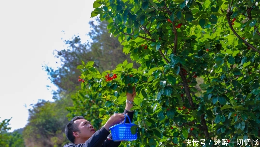 朋友圈将被刷屏！一大波摘樱桃的人正在靠近