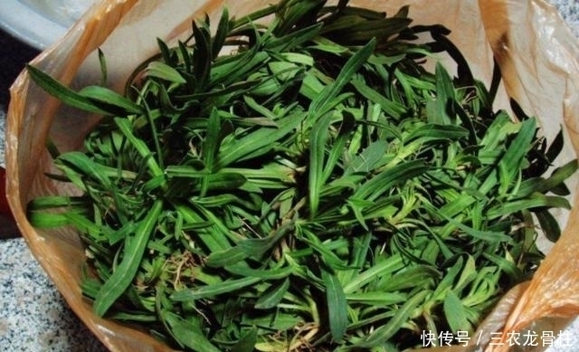 麦地|农村麦地里的''甜甜菜'',城里人当杂草,殊不知功效丰富价值珍贵