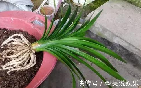 家家|家家都养君子兰,都养得好吗最全的君子兰养护技巧分享给大家