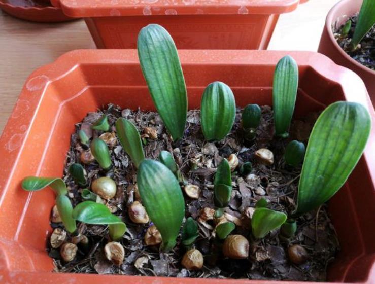 淘米水和黄豆肥别用了,此肥料人称“花卉肥王”,啥花都通用