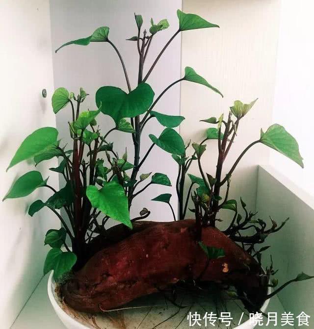 7种“蔬菜”冬天种,0度冻不死,吃一茬冒一茬,连续吃半年