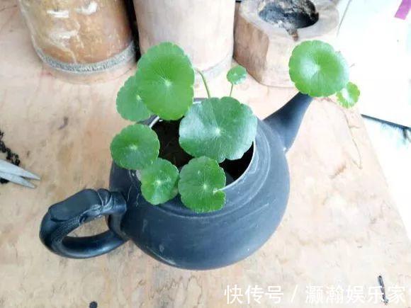 花花|铜钱草修剪趁现在,狠心剃干净, 3天就能窜新叶!