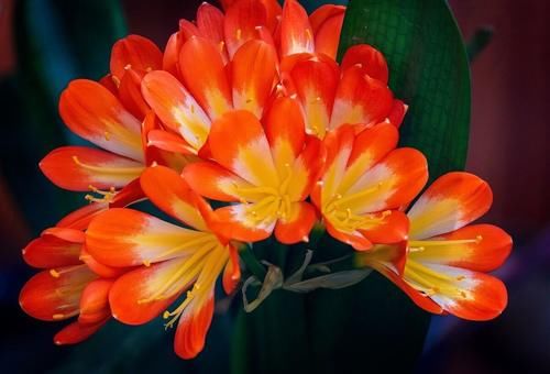 君子兰高雅大气开花鲜艳，春季注意三点，苗壮冬季开成大花球