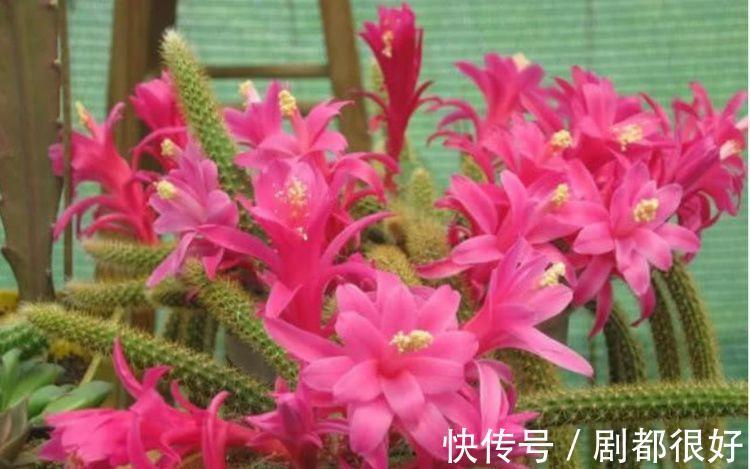 鼠尾|农历7月19号起，最适合养这些花，好养易爆盆，花香浓郁