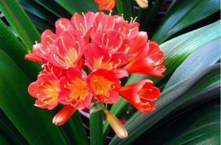 聪明人都养几种花,扔进花盆就能活,3月花儿蹭蹭开!