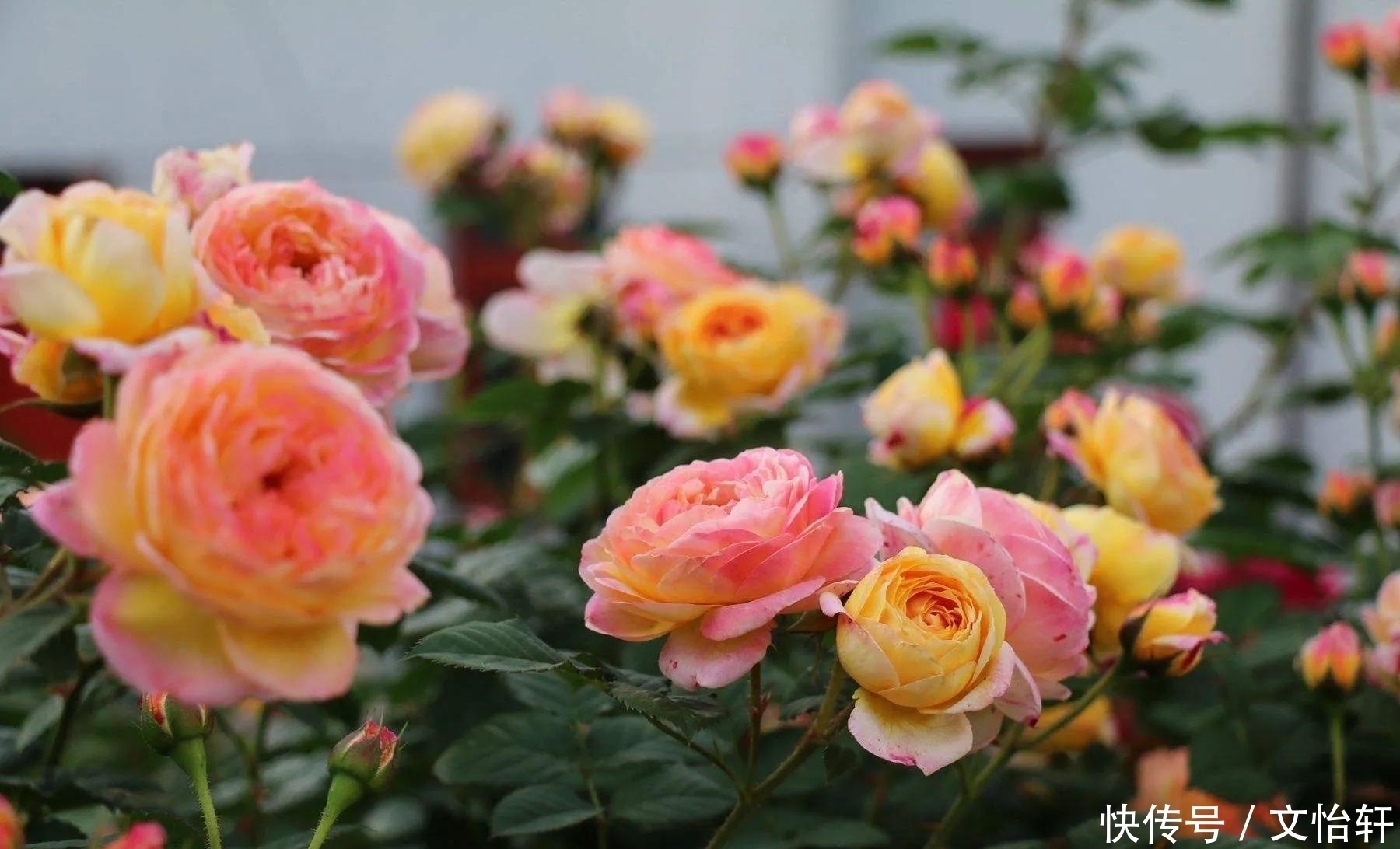 品种|100个月季品种,千姿百态,每个都很漂亮,图名并茂,值得收藏