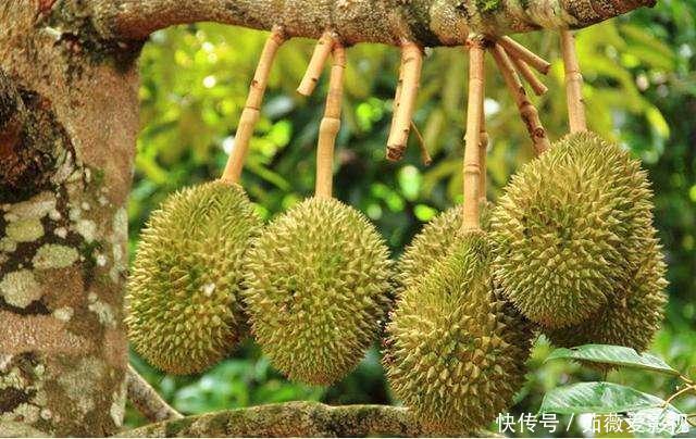 榴莲树一年可结400多个果，为什么卖那么贵原因其实很简单