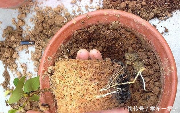 木工厂的“2废料”,是养花好宝贝,垫在花盆底,天天浇水都不怕!