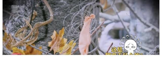《大侦探7》惊喜开播，除了“双北”组合被拆，还有一个问题