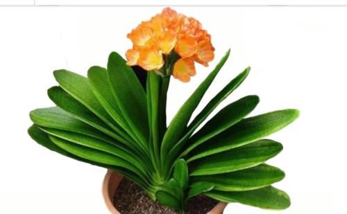 养君子兰没那么难,只用一土一肥一环境,就能自然长得好