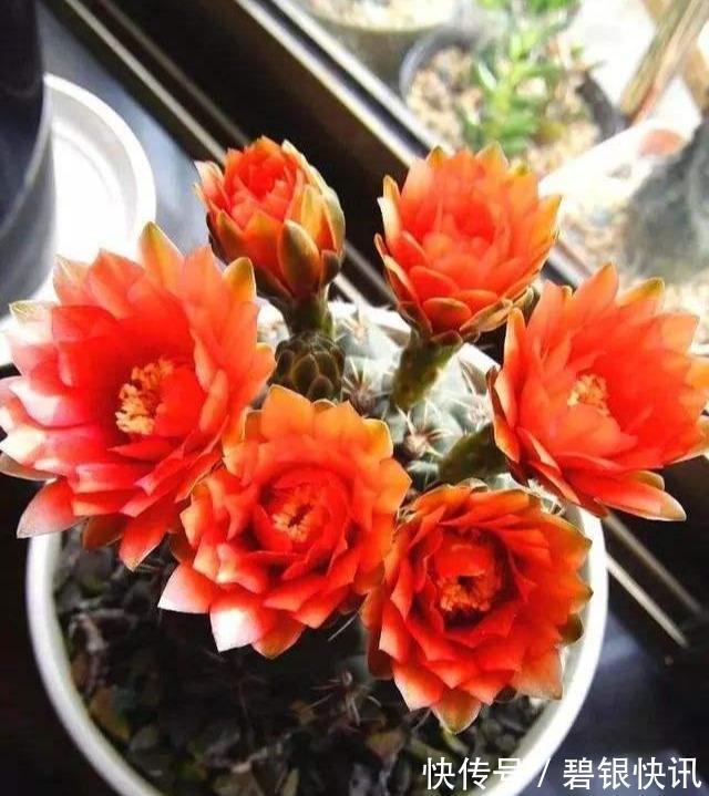 养花|家里养这5种花,怎么折腾也不死,养一盆爆一盆,懒人也合适