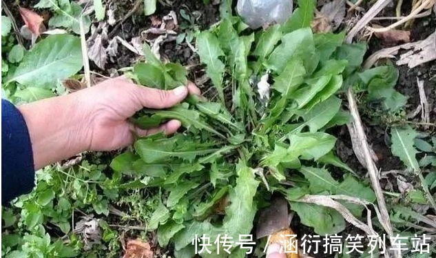 好处|立秋后,用蒲公英泡水,有五大好处,记住四个禁忌,常用三个搭配