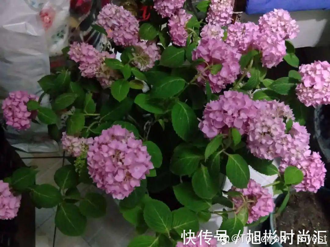 10种花，一天不见水就萎缩，狂补水就对了！