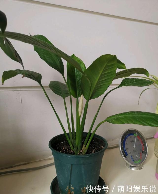 白掌花|旺财旺运的5种盆栽,好看好养,放家里一盆不吃亏